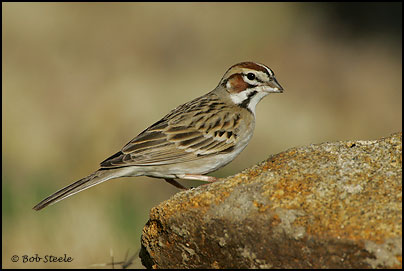 Lark Sparrow (Chondestes grammacus)