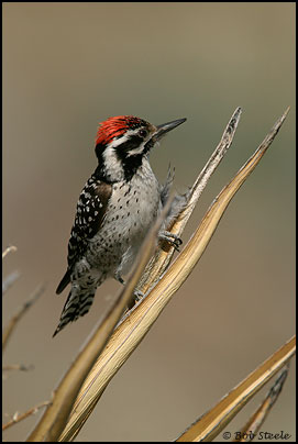 Ladder-backed Woodpecker (Picoides scalaris)