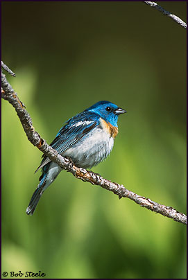 Lazuli Bunting (Passerina amoena)