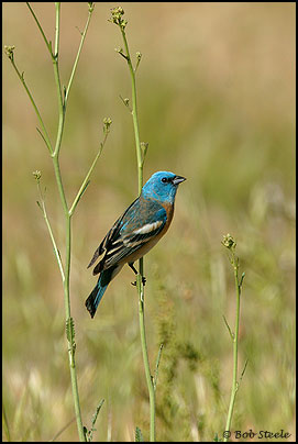 Lazuli Bunting (Passerina amoena)