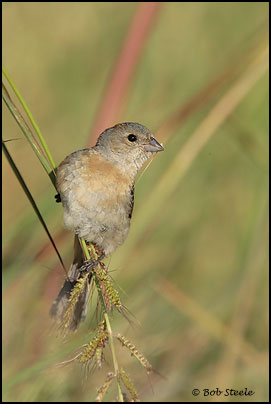 Lazuli Bunting (Passerina amoena)
