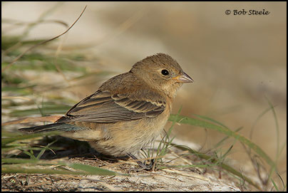 Lazuli Bunting (Passerina amoena)