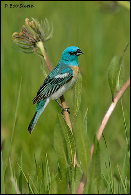 Lazuli Bunting (Passerina amoena)