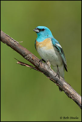 Lazuli Bunting (Passerina amoena)