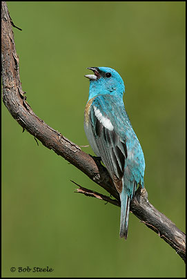 Lazuli Bunting (Passerina amoena)
