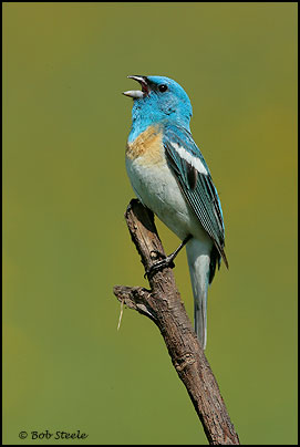 Lazuli Bunting (Passerina amoena)