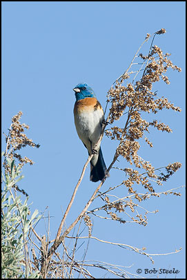 Lazuli Bunting (Passerina amoena)