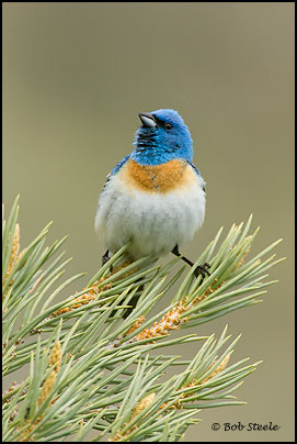 Lazuli Bunting (Passerina amoena)