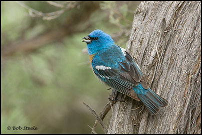 Lazuli Bunting (Passerina amoena)
