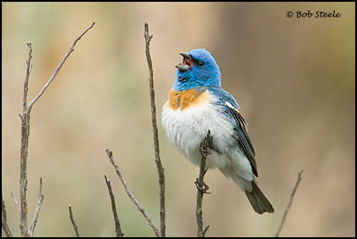 Lazuli Bunting (Passerina amoena)