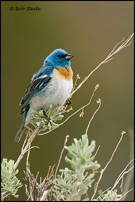 Lazuli Bunting (Passerina amoena)