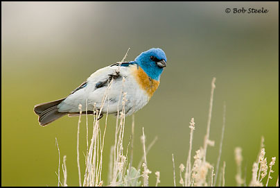 Lazuli Bunting (Passerina amoena)