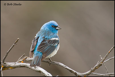Lazuli Bunting (Passerina amoena)