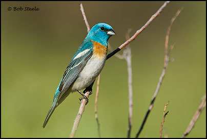 Lazuli Bunting (Passerina amoena)