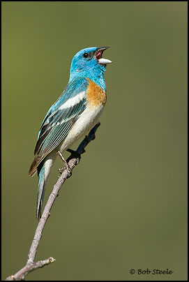 Lazuli Bunting (Passerina amoena)