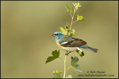 Lazuli Bunting (Passerina amoena)