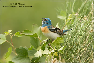 Lazuli Bunting (Passerina amoena)