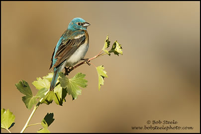 Lazuli Bunting (Passerina amoena)