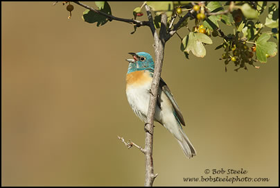 Lazuli Bunting (Passerina amoena)