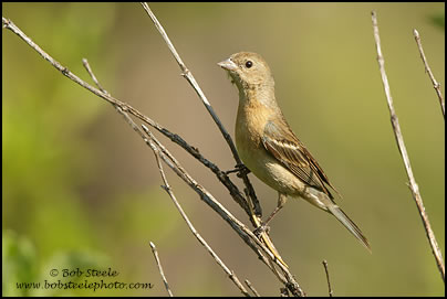Lazuli Bunting (Passerina amoena)