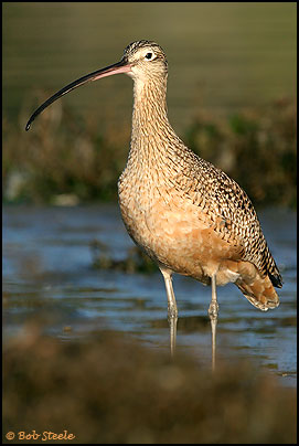 Long-billed Curlew (Numenius americanus)