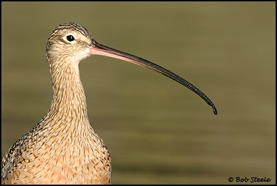 Long-billed Curlew (Numenius americanus)