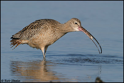 Long-billed Curlew (Numenius americanus)