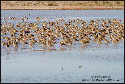 Long-billed Curlew (Numenius americanus)