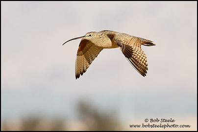 Long-billed Curlew (Numenius americanus)