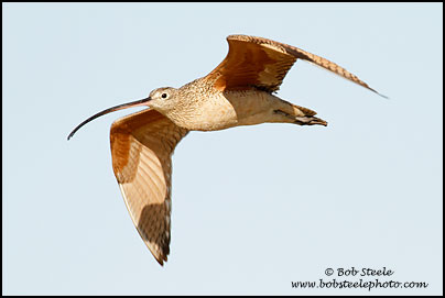 Long-billed Curlew (Numenius americanus)