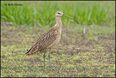 Long-billed Curlew (Numenius americanus)