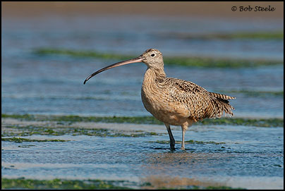 Long-billed Curlew (Numenius americanus)