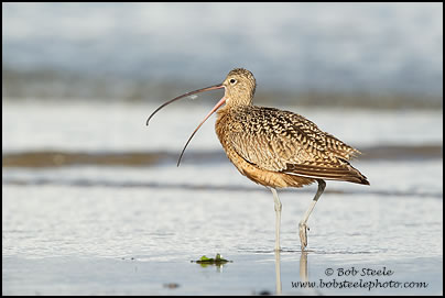 Long-billed Curlew (Numenius americanus)