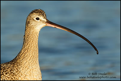 Long-billed Curlew (Numenius americanus)