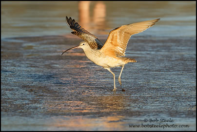 Long-billed Curlew (Numenius americanus)