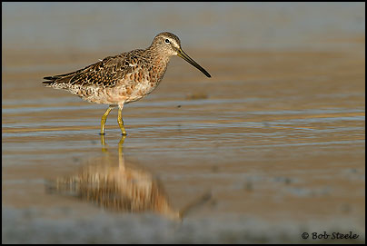 Long-billed Dowitcher (Limnodromus scolopaceus)