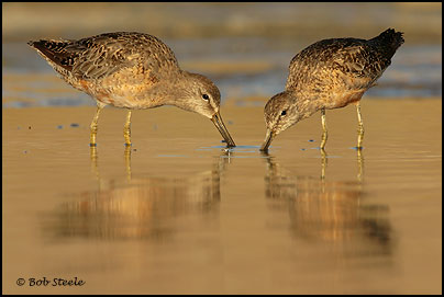 Long-billed Dowitcher (Limnodromus scolopaceus)