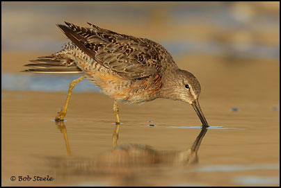 Long-billed Dowitcher (Limnodromus scolopaceus)