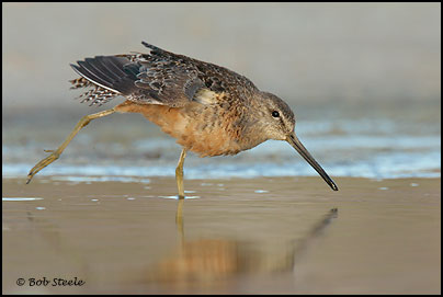 Long-billed Dowitcher (Limnodromus scolopaceus)
