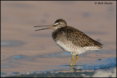 Long-billed Dowitcher (Limnodromus scolopaceus)