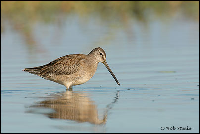 Long-billed Dowitcher (Limnodromus scolopaceus)