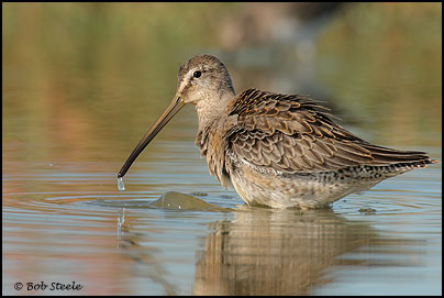 Long-billed Dowitcher (Limnodromus scolopaceus)
