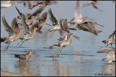 Long-billed Dowitcher (Limnodromus scolopaceus)