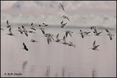 Long-billed Dowitcher (Limnodromus scolopaceus)