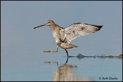 Long-billed Dowitcher (Limnodromus scolopaceus)