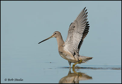 Long-billed Dowitcher (Limnodromus scolopaceus)