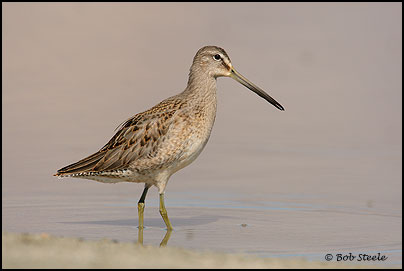 Long-billed Dowitcher (Limnodromus scolopaceus)