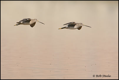 Long-billed Dowitcher (Limnodromus scolopaceus)