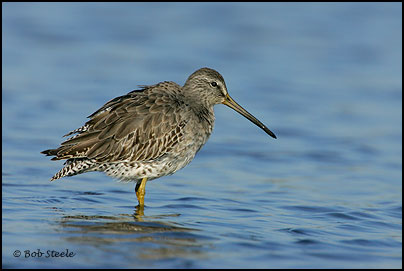 Long-billed Dowitcher (Limnodromus scolopaceus)