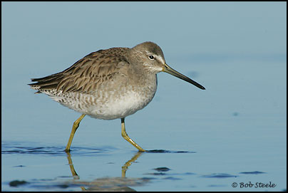 Long-billed Dowitcher (Limnodromus scolopaceus)